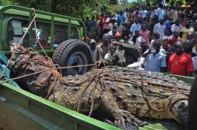 **Deadly Croc Attack Sparks Panic in Serere District**
