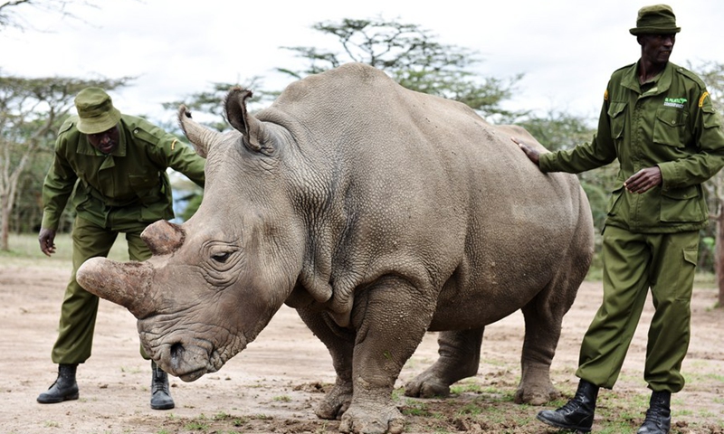 Historic Rhino Airlift: Seventy White Rhinos Find Sanctuary in Rwanda
