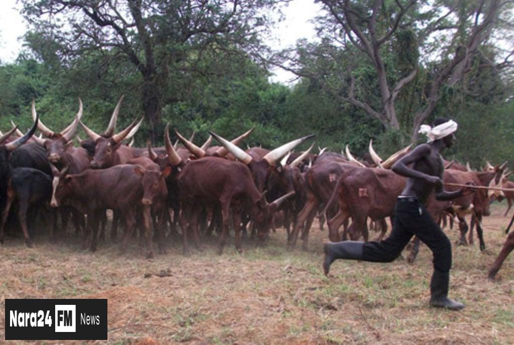 President Museveni Imposes Ban on Unregulated Balaalo Cattle Grazing in Northern, Eastern, and North-Western Uganda