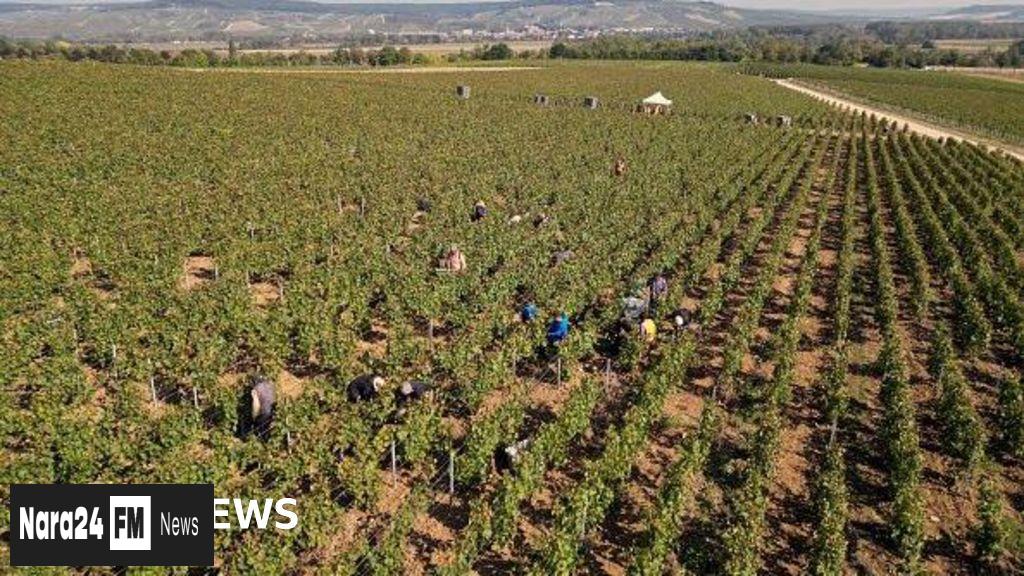 Champagne Industry Under Scrutiny as Human Trafficking Trial Begins in France