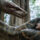 anaconda-trailer-reveals-chinese-remake-of-1997-monster-movie