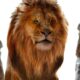 the-lion-king-prequel-image-reveals-young-mufasa-looking-over-pride-lands-in-live-action